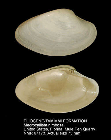 PLIOCENE-TAMIAMI FORMATION Macrocallista nimbosa.jpg - PLIOCENE-TAMIAMI FORMATION Macrocallista nimbosa (Lightfoot,1786)